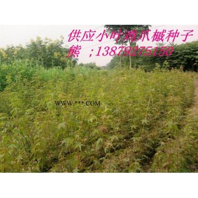 銀杏種子 白果樹(shù)種子 九江種子種苗
