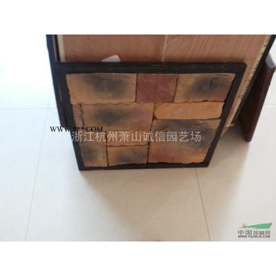 浙江地區(qū)大量供應(yīng)紅楓各規(guī)格