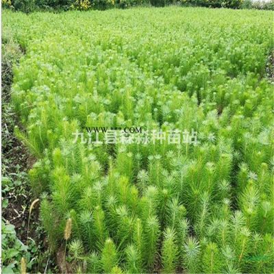 紫薇小苗 紫薇價格報價 紫薇基地