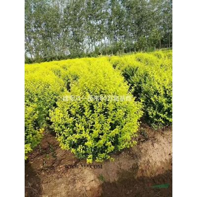 *新供應(yīng)馬褂木4-25公分/馬褂木報價/馬褂木價格產(chǎn)地