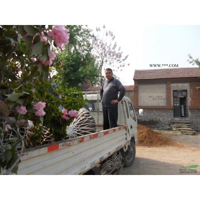 泰安本昌櫻花苗木基地供應(yīng)1-20公分櫻花，海棠，榆葉梅，紫薇