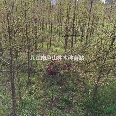供應(yīng)紫薇地徑2到3公分