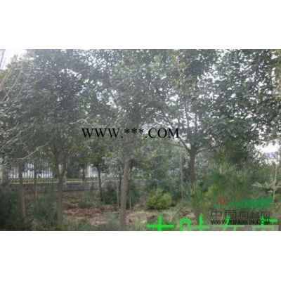 紫薇新價(jià)格/紫薇報(bào)價(jià)