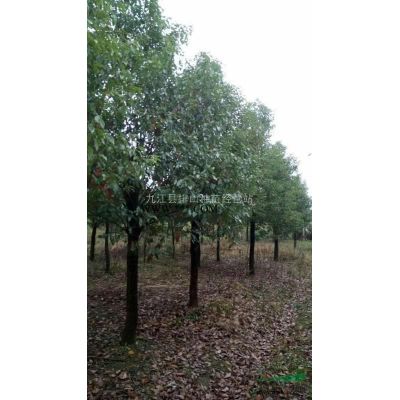 紅葉李基地