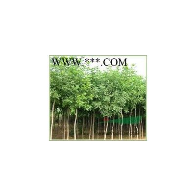 紅葉李，紫葉李，河北紅葉李，*便宜的紅葉李