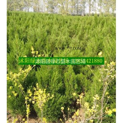 批發欒樹價格，批發欒樹小苗價格，8公分欒樹價格，10公分欒樹