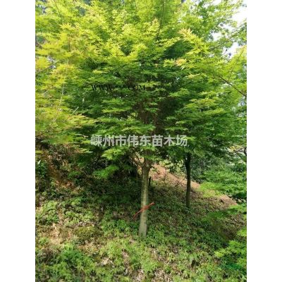 無患子，浙江無患子價格，各規(guī)格無患子
