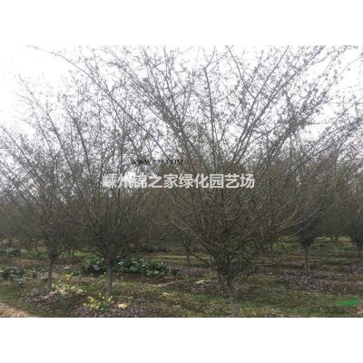 供應櫸樹D8-12,移栽苗800棵，土球好樹型優美，價格實惠