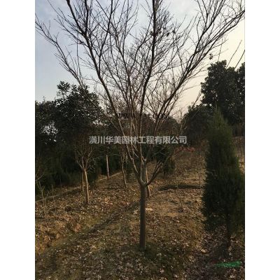 櫸樹報價 河南櫸樹價格 胸徑1-40公分櫸樹價格，櫸樹產地價