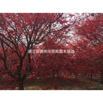 樸樹供應