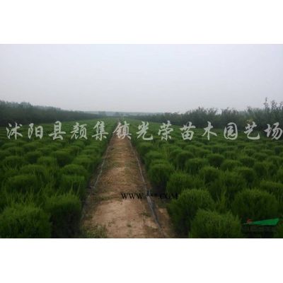 江蘇欒樹，泡桐，丁香，紫薇，五彩錦帶，銀杏新價(jià)格