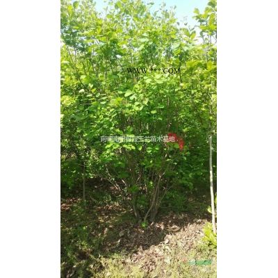供應叢生玉蘭、叢生黃櫨、叢生紫薇、叢生山茱萸、叢生月季等0