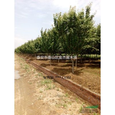 供應紅葉櫻花，垂枝櫻花，白玉蘭，紅玉蘭，紫玉蘭，黃玉蘭，紫薇