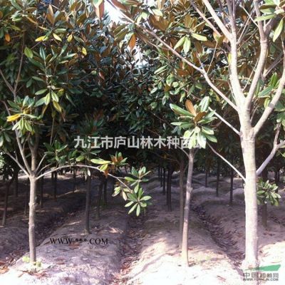供應(yīng)馬褂木種子_批發(fā)鵝掌楸種子