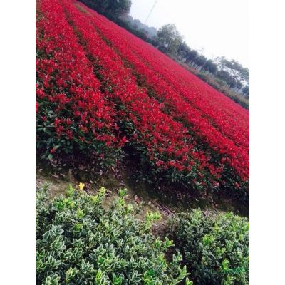 湖南地區長期供應3-5公分紅楓