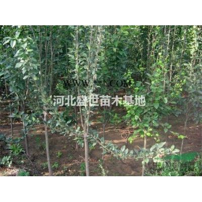 河北紅楓報價哪里*好紅楓價格