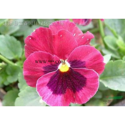 紫薇、紫薇苗、紫薇基地、沭陽(yáng)紫薇