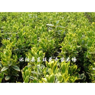 百日紅、紫薇