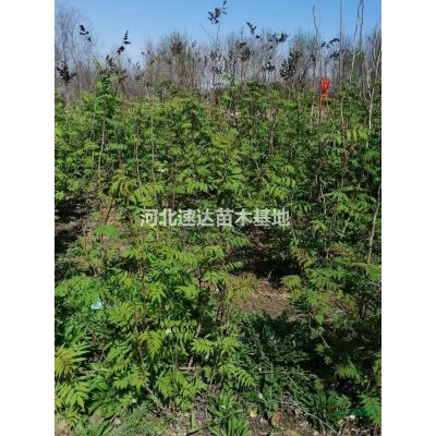 國槐平頭兩年冠，欒樹平頭兩年冠，旱柳平頭兩年冠