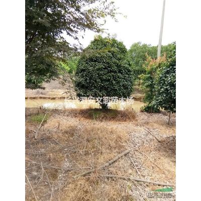 供應2/3/4/5公分黃山欒樹截桿苗/黃山欒樹價格/長興黃山
