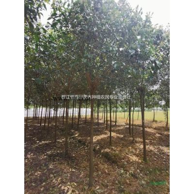 叢生紅櫸價格　紅櫸　紅櫸樹　叢生紅櫸行情　叢生紅櫸產地　成都紅櫸　四川紅櫸樹　叢生紅櫸基地　叢生紅櫸