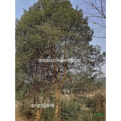 鄉土皂角樹，樸樹，櫸樹，烏桕樹，欒樹，馬桂木都有。