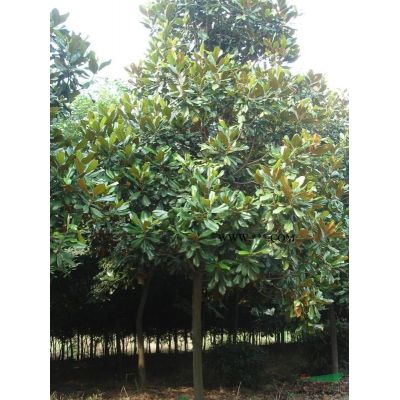 無患子：無患子價格無患子基地供應10-15公分無患子行情好