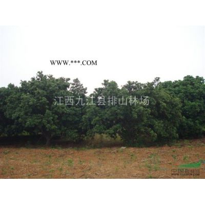 樸樹基地