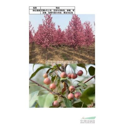 高桿櫻花 分支2米 直徑15~20公分