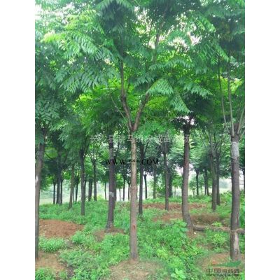 供應(yīng)：紅楓，日本紅楓，雞爪槭，羽毛楓，美國(guó)紅楓