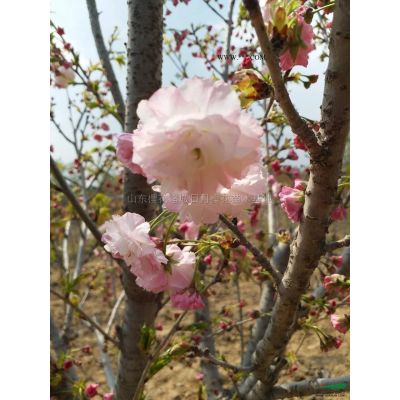 紫薇/百日紅，各種規(guī)格，量大價(jià)優(yōu)