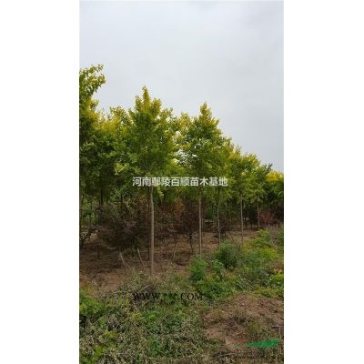 河南鄢陵供應(yīng)3-12公分精品日本紅楓