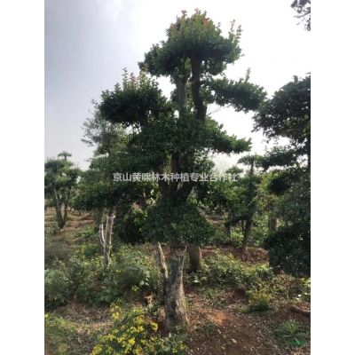 湖北紫薇供應，百日紅，湖北紅花紫薇