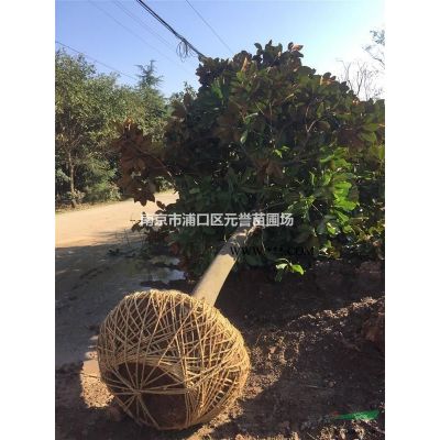 紅楓。美國紅楓，12-18公分紅楓圖片