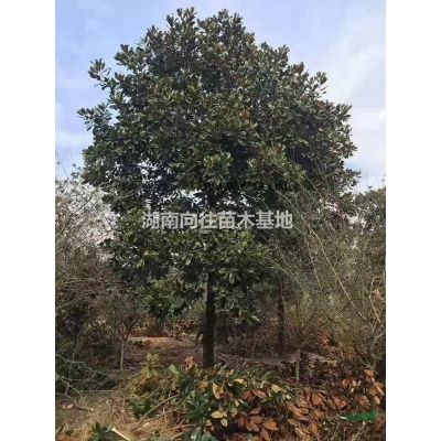 湖南欒樹價格便宜批發 這是今天從基地實拍的欒樹圖片 湖南欒樹