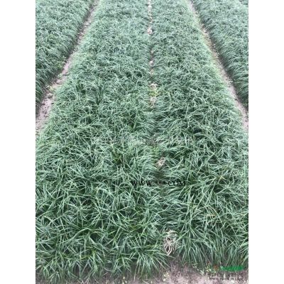 紅葉李，法國(guó)冬青，紫薇，夾竹桃，紫荊，花石榴，木槿，木芙蓉