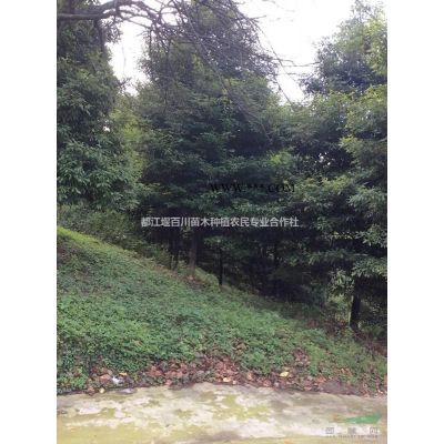 叢生欒樹　拼栽欒樹　欒樹叢生　欒樹拼栽　叢生欒樹價格　叢生欒樹哪里便宜　叢生欒樹行情　叢生欒樹產地