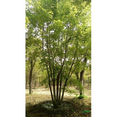 河南南陽供應3-30公分欒樹
