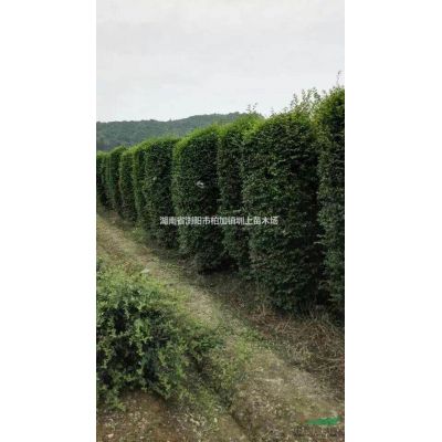 *新湖南綠化苗木櫸樹特價(jià)直銷_湖南櫸樹-櫸樹價(jià)格-櫸樹圖片