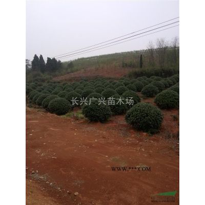浙江長(zhǎng)興精品櫸樹10-15cm