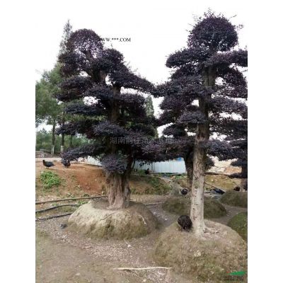 這是今天從基地實(shí)拍的樸樹圖片湖南精品樸樹湖南大規(guī)格樸樹