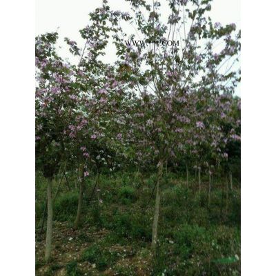 櫻花：米徑5-20地苗和袋苗：日本，東櫻，晚櫻，福建山櫻花，