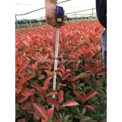 大量出售小葉梔子大葉黃楊球、金姬小蠟、合歡，香樟、樸樹、紫玉