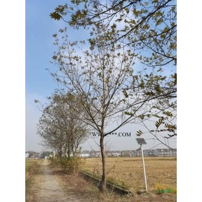 供應15公分杜英