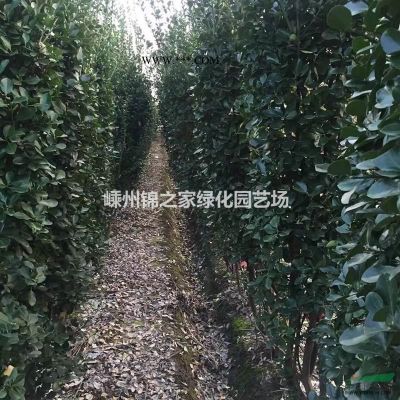 三季紅紅楓d1-8公分，樹形優美土球好
