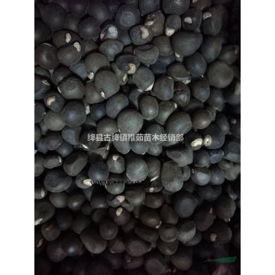 二年五角楓苗基地直發，嫁接紅楓用五角楓苗成活率高
