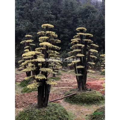 天鵝絨紫薇  美國玫紅紫薇 叢生紫薇