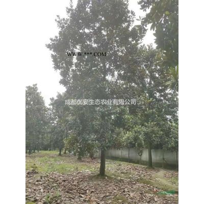 成都美國(guó)紅楓低價(jià)格便宜農(nóng)戶直銷(xiāo)5公分8公分10公分15公分