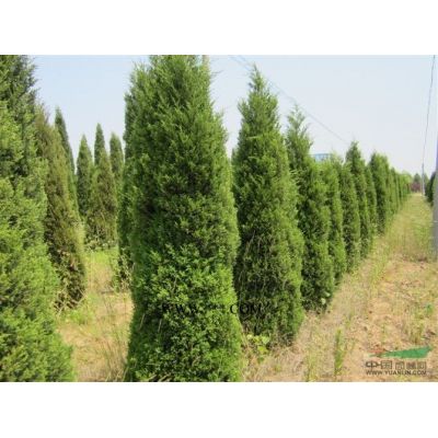 2019紅葉李新報價 價格 圖片 產(chǎn)地供應(yīng)