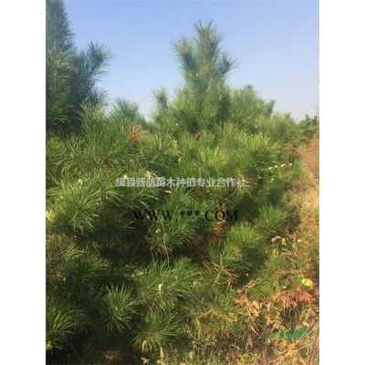 6公分7公分8公分紅葉李-6公分7公分8公分紫葉李價(jià)格